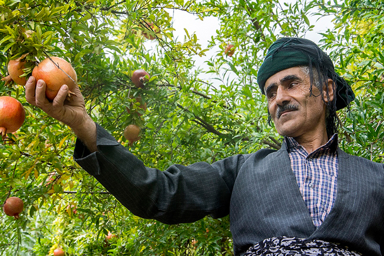 تصویر تصویر
