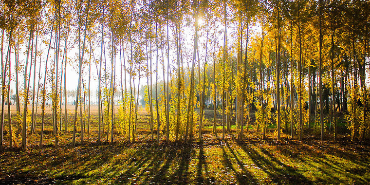 تصویر تصویر