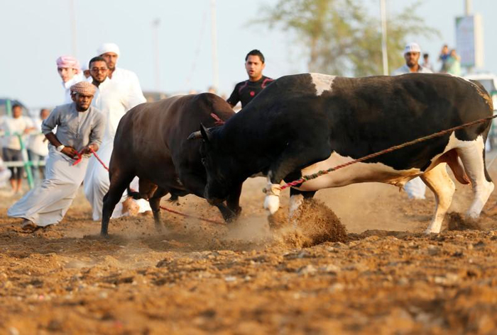 (تصاویر) نبرد گاوها در امارات (تصاویر) نبرد گاوها در امارات