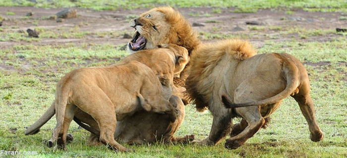 (تصاویر) اتحاد ماده شیرها در برابر شیرنر (تصاویر) اتحاد ماده شیرها در برابر شیرنر