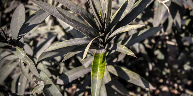 تصویر تصویر