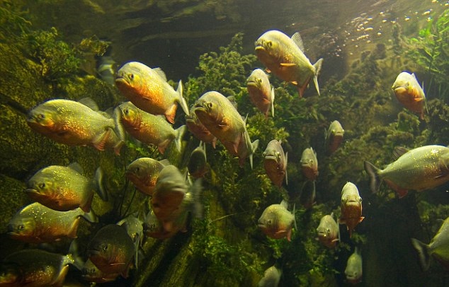 خورده شدن دختر ششساله توسط ماهیهای گوشتخوار خورده شدن دختر ششساله توسط ماهیهای گوشتخوار