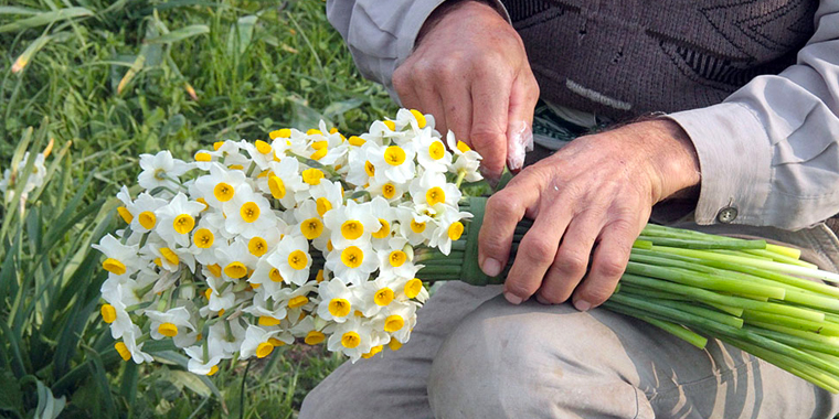 تصویر تصویر