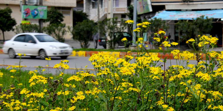 تصویر تصویر