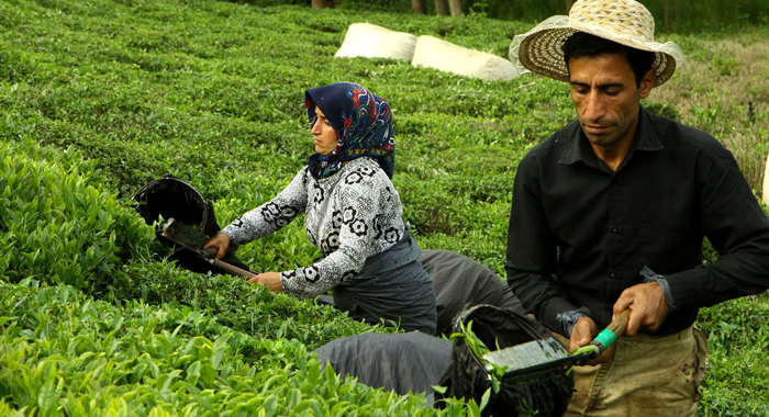 تصویر تصویر