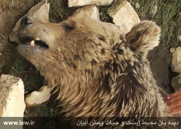 (تصاویر) قتل وحشیانه خرس قهوهای در کرمانشاه (تصاویر) قتل وحشیانه خرس قهوهای در کرمانشاه