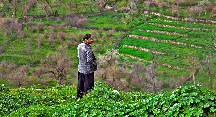 تصویر