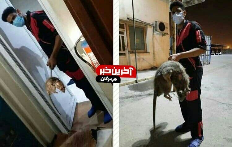 (تصویر) ماجرای موش عظیم الجثه و خبرساز در بندرعباس