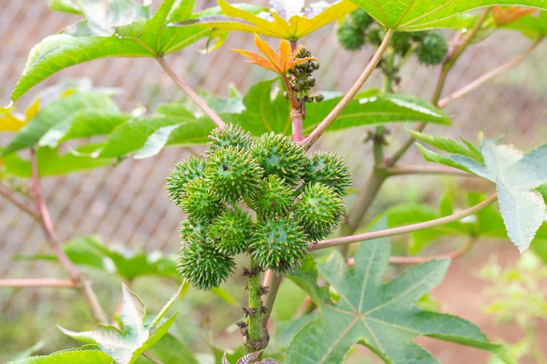 عوارض روغن کرچک