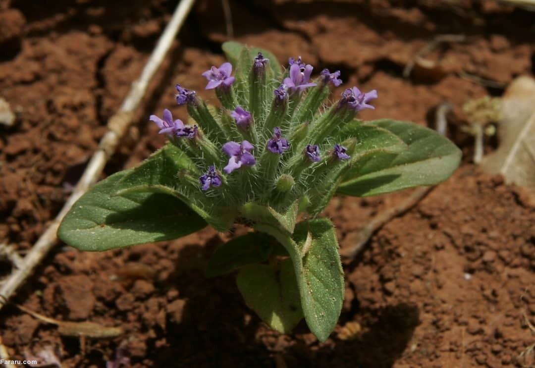 گیاه کاکوتی