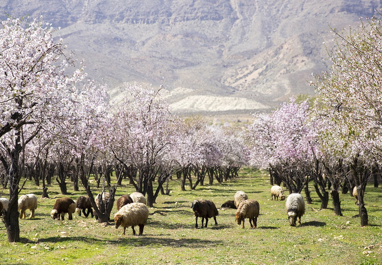 تصویر تصویر