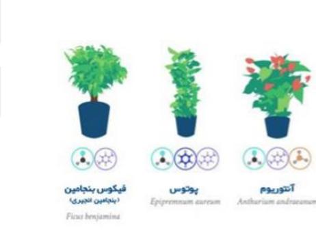 (تصاویر) بهترین گیاهان آپارتمانی برای تصفیه هوا