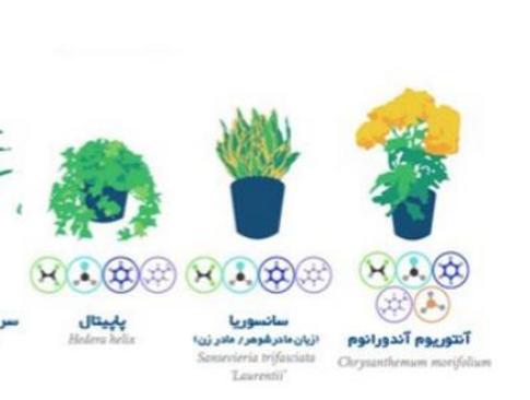 (تصاویر) بهترین گیاهان آپارتمانی برای تصفیه هوا