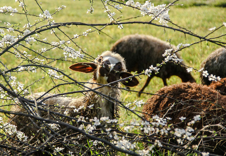 تصویر تصویر