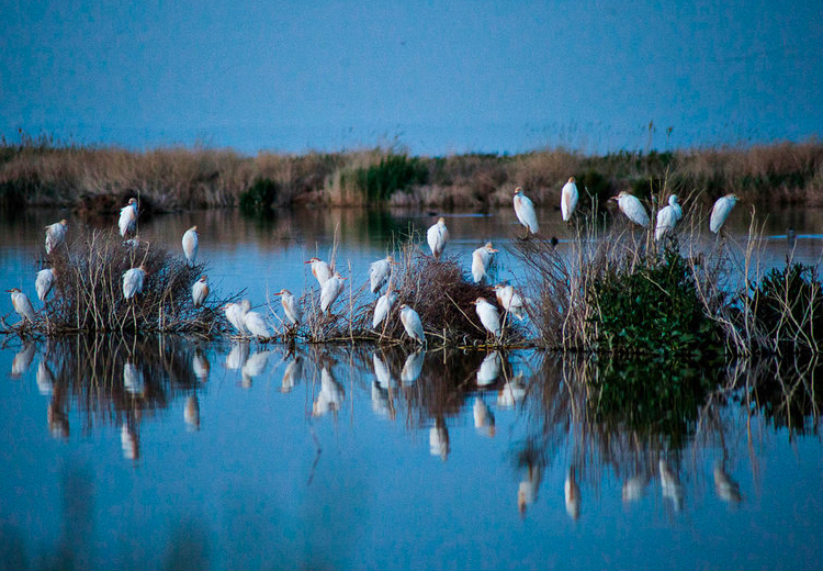 تصویر تصویر
