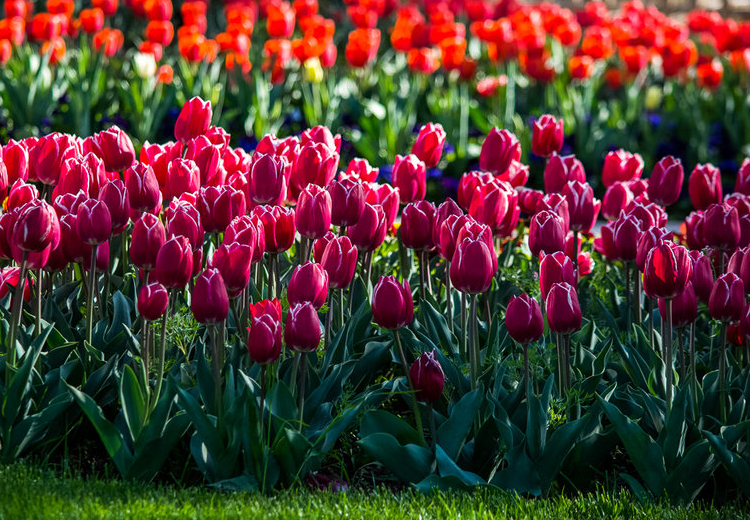 تصویر تصویر
