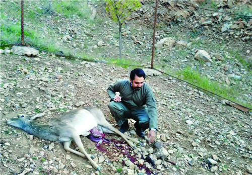 حمله بازدیدکنندگان به گوزن بارداز در باغوحش خرمآباد! حمله بازدیدکنندگان به گوزن بارداز در باغوحش خرمآباد!