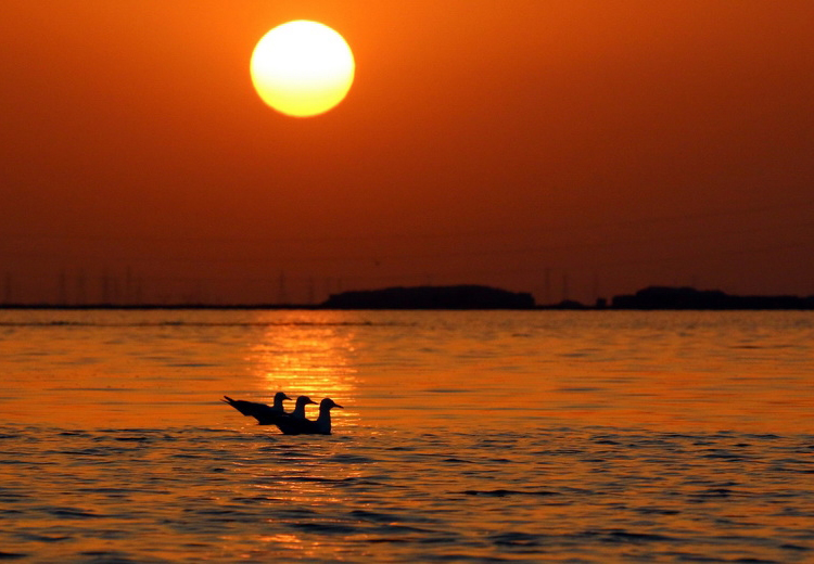 تصویر تصویر