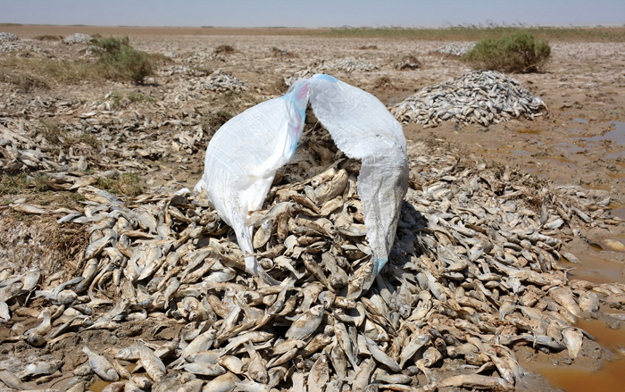 (تصاویر) (تصاویر)