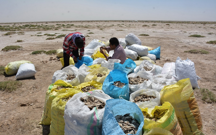 (تصاویر) (تصاویر)
