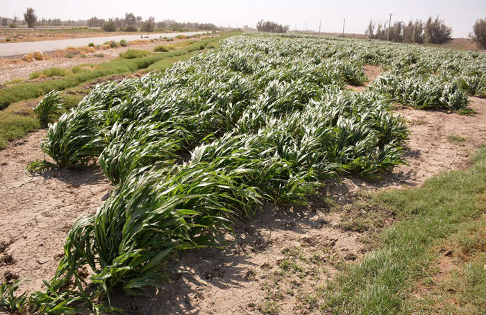 (تصاویر) آبیاری زمین با آب فاضلاب در سیستان (تصاویر) آبیاری زمین با آب فاضلاب در سیستان