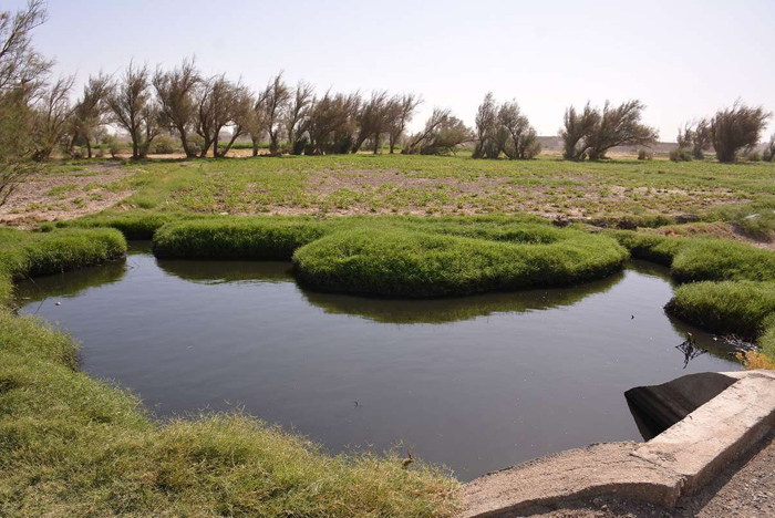 (تصاویر) آبیاری زمین با آب فاضلاب در سیستان (تصاویر) آبیاری زمین با آب فاضلاب در سیستان