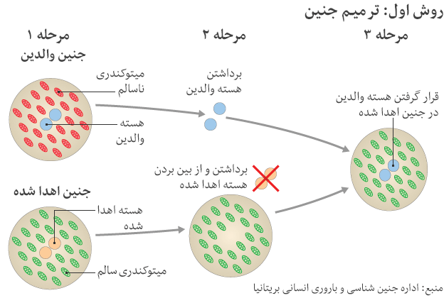 نخستین نوزاد با ۳ والد به دنیا آمد