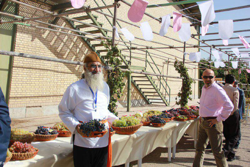 جشنواره خوشههای یاقوت جشنواره خوشههای یاقوت