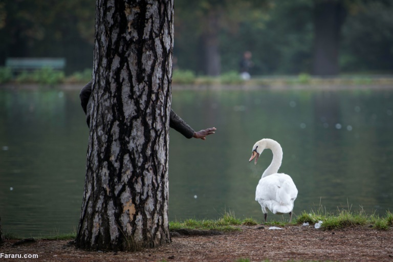 تصویر تصویر