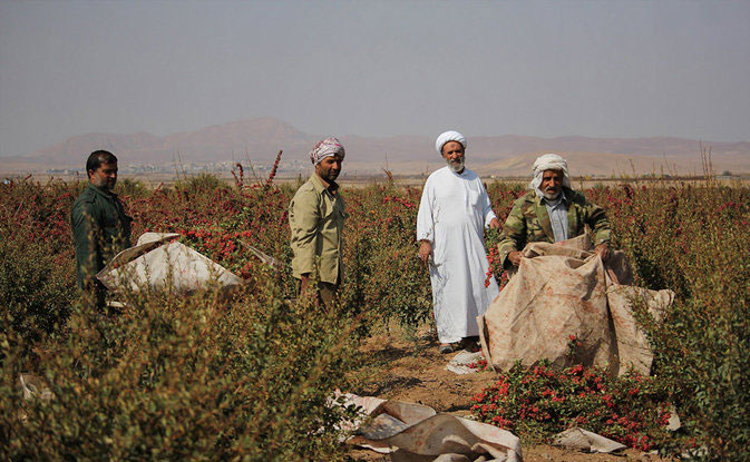 (تصاویر) زندگی یک روحانی در مزرعه زرشک (تصاویر) زندگی یک روحانی در مزرعه زرشک