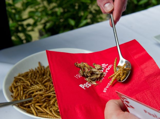 حشره خوری آنجلینا جولی+(عکس) حشره خوری آنجلینا جولی+(عکس)