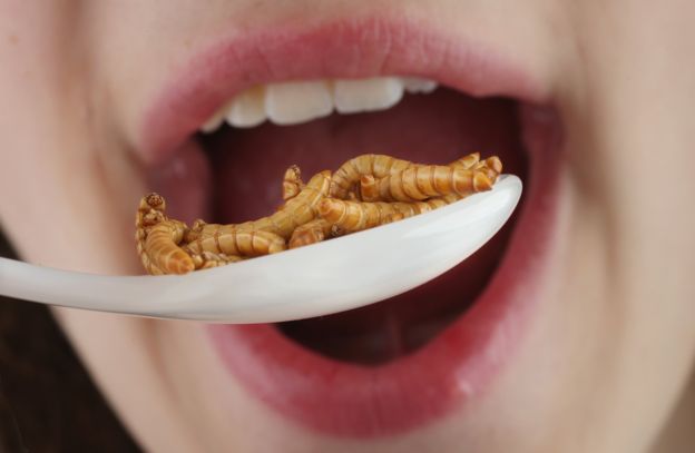 حشره خوری آنجلینا جولی+(عکس) حشره خوری آنجلینا جولی+(عکس)