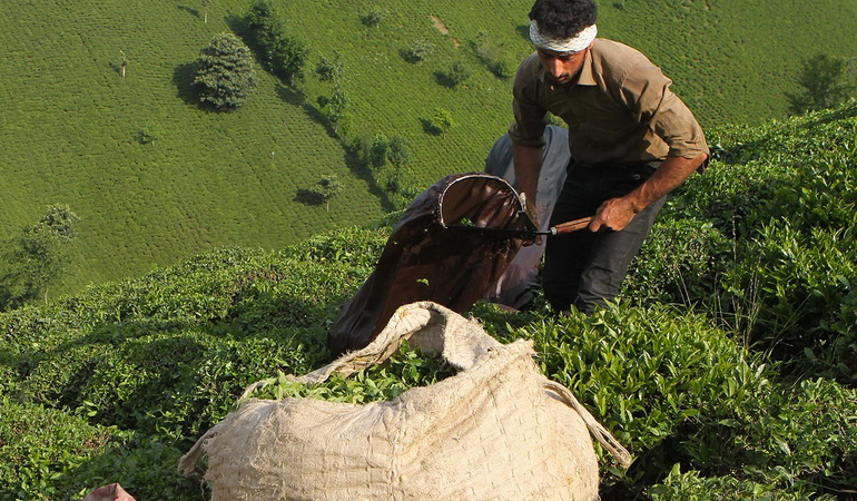 تصویر تصویر