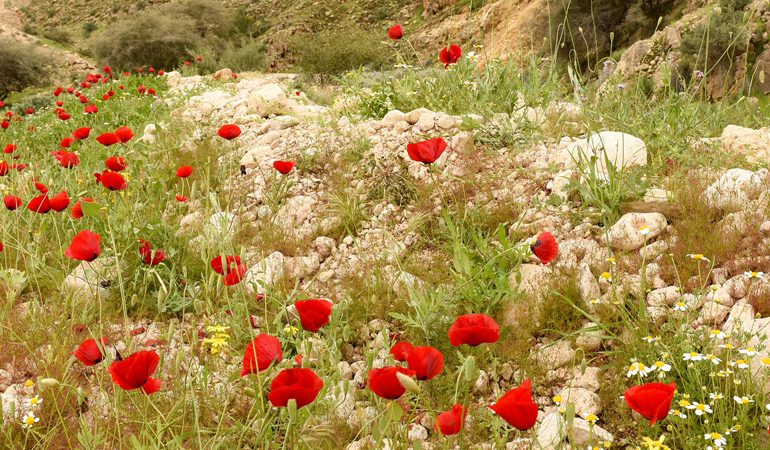 تصویر تصویر