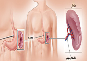طحال چیست،کجاست و چه می کند؟