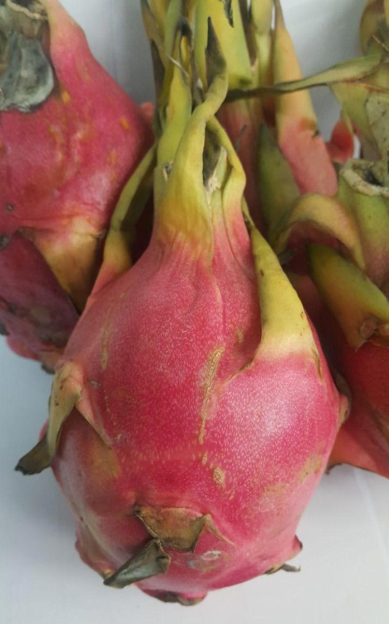 (عکس) میوه‌های ممنوعه را بشناسید