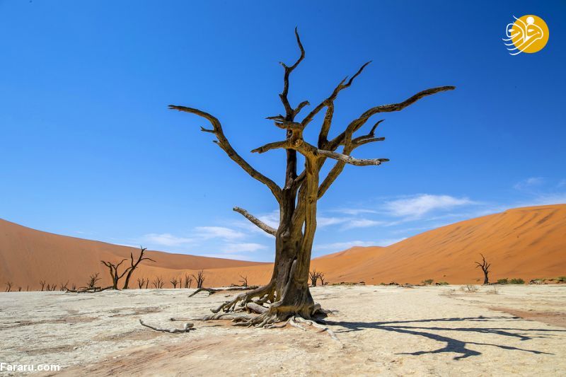 (تصاویر)