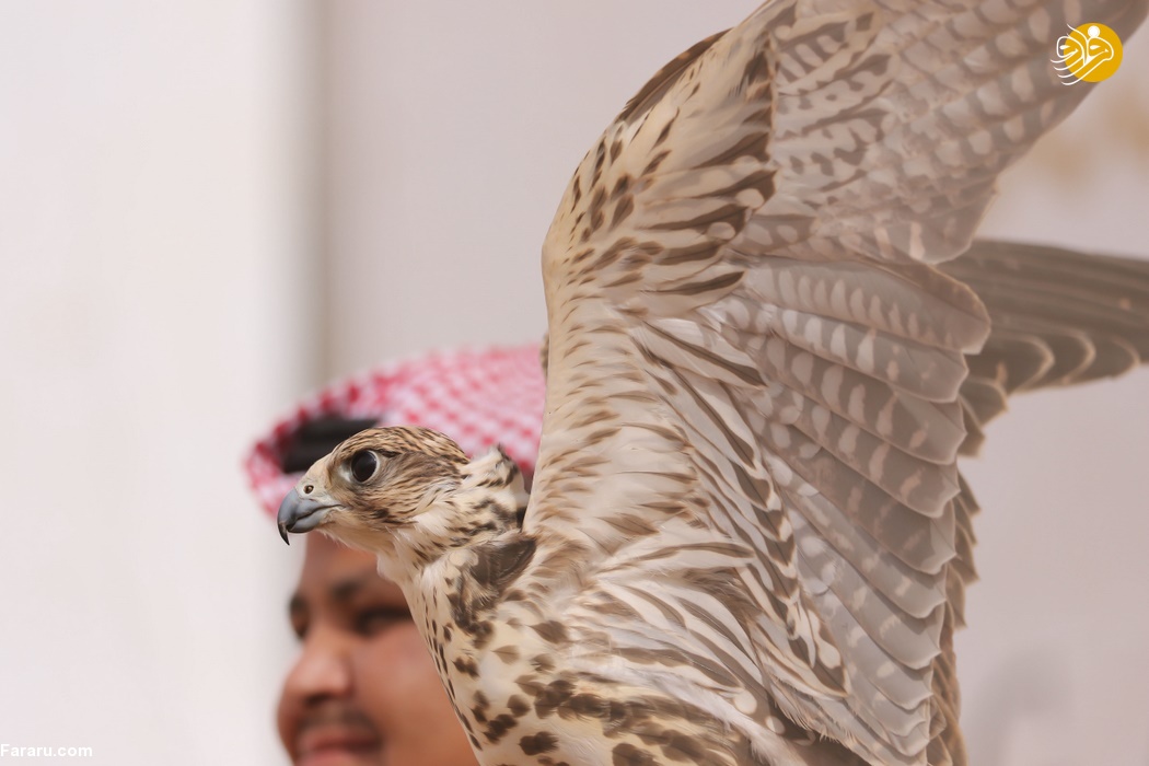 (تصاویر)