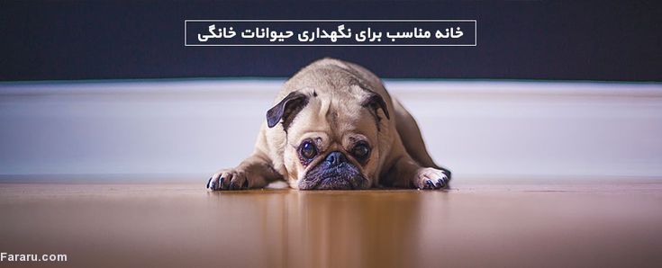 خانه مناسب برای نگهداری حیوانات خانگی خانه مناسب برای نگهداری حیوانات خانگی