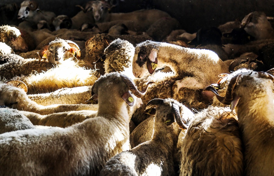 چهار دلیل برای کاهش قیمت گوشت پس از واردات دام زنده رومانیایی چهار دلیل برای کاهش قیمت گوشت پس از واردات دام زنده رومانیایی