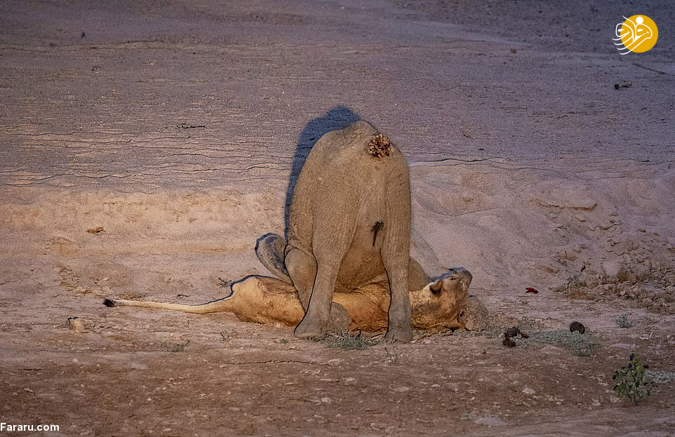 (تصاویر)