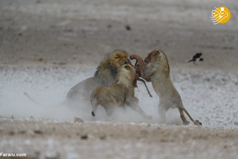 (تصاویر)