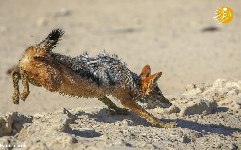 (تصاویر)