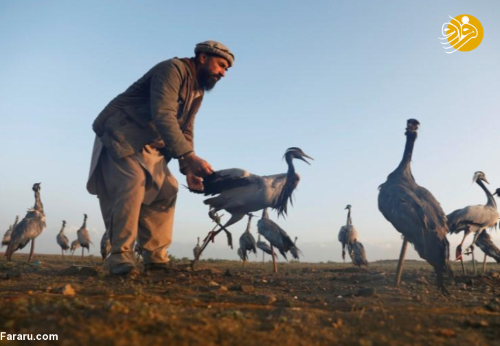 (تصاویر)