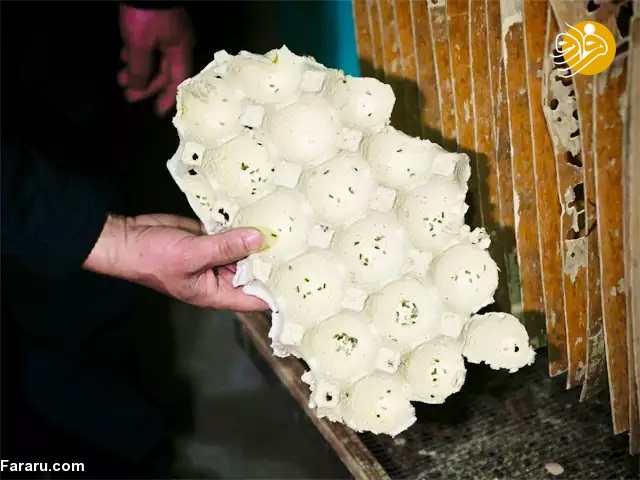 (تصاویر)
