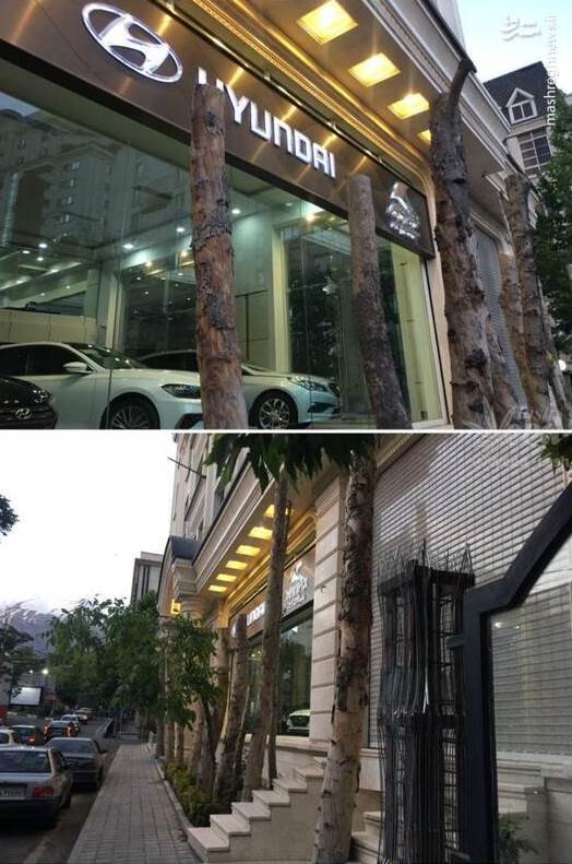 (عکس) قطع درخت در زعفرانیه بخاطر ویترین نمایشگاه ماشین! (عکس) قطع درخت در زعفرانیه بخاطر ویترین نمایشگاه ماشین!