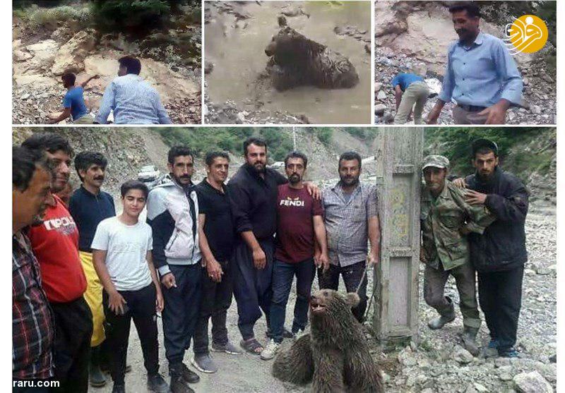 قتل خرس‌ها؛ زوایای مختلف یک تراژدی تکراری