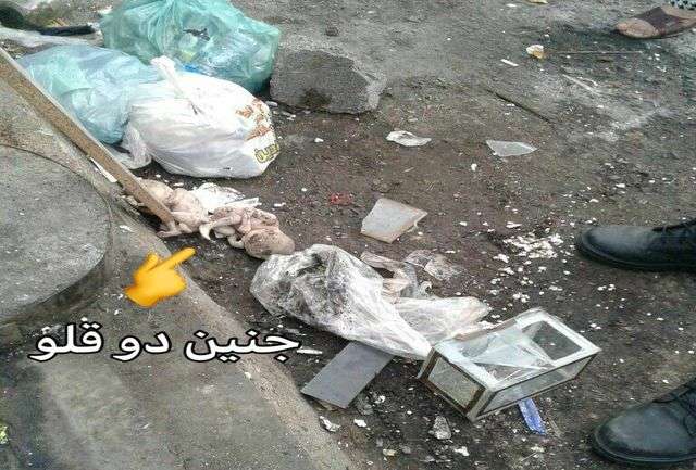 تصویری تکاندهنده از جنین دوقلو‌ها در زباله‌های رشت!