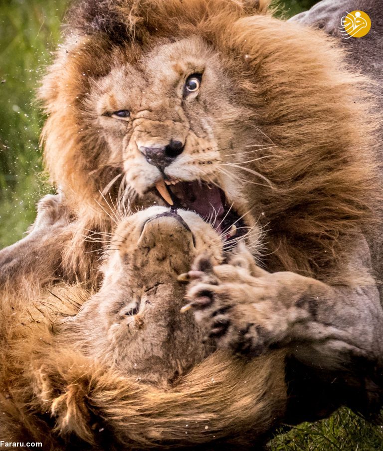 (تصاویر)