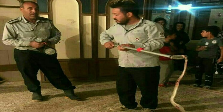 رود مار خطرناک ۲ متری به منزل مسکونی در پلدختر